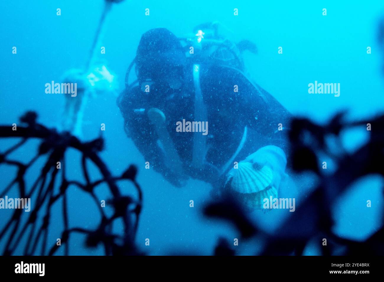 Underwater photography of a scallop fisherman scuba diving on the boat in the bay of Saint-Malo in the Ille-et-Vilaine department in the Brittany regi Stock Photo