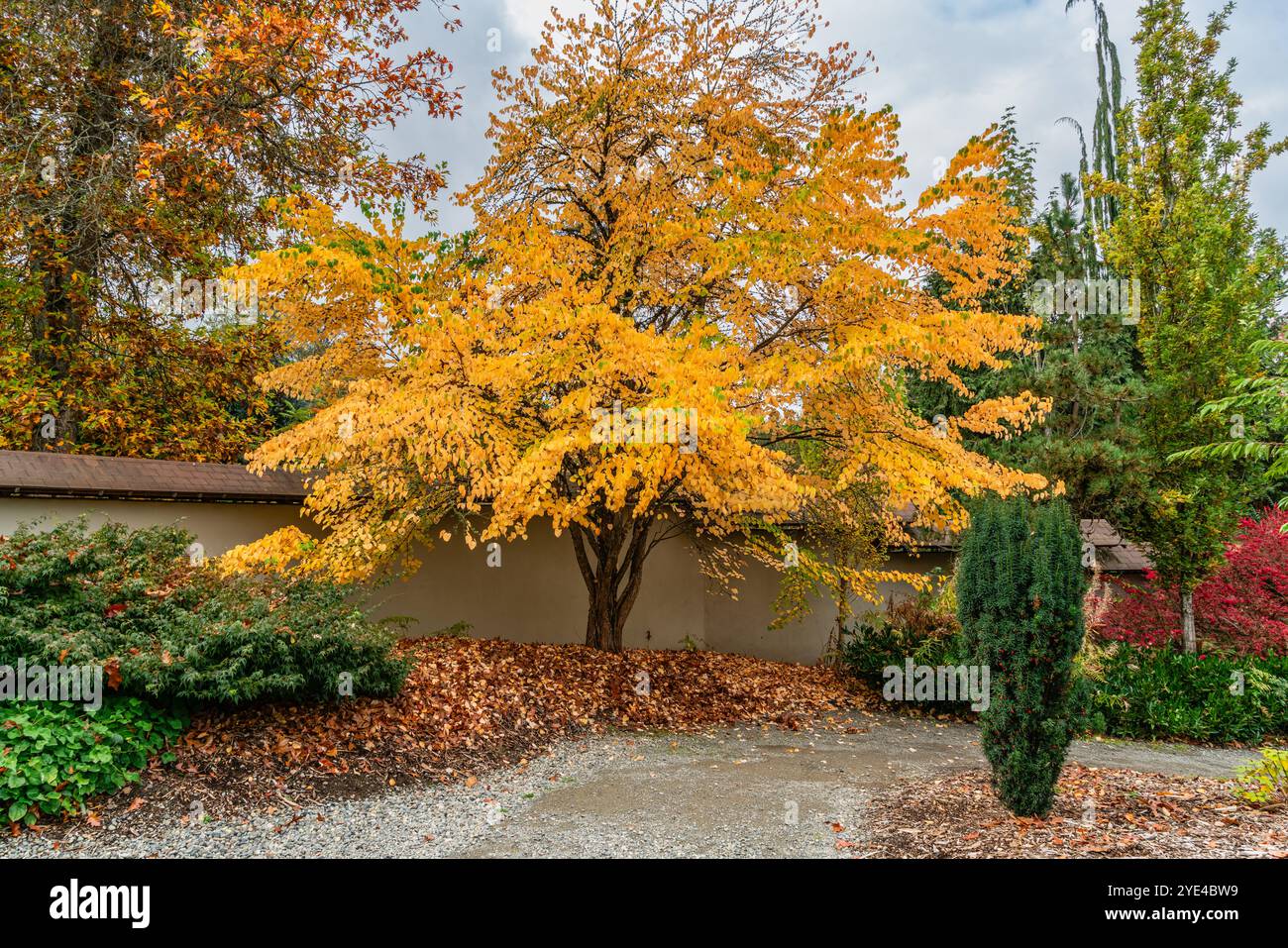 A veiw of autumn trees near the entrance to Kubota Gardens in Seattle ...