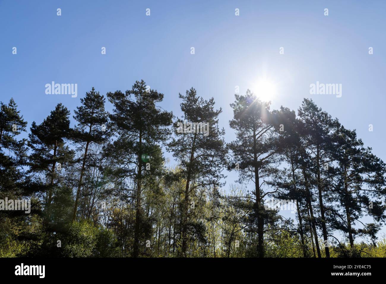 Sunny dense pine forest spring hi-res stock photography and images - Alamy