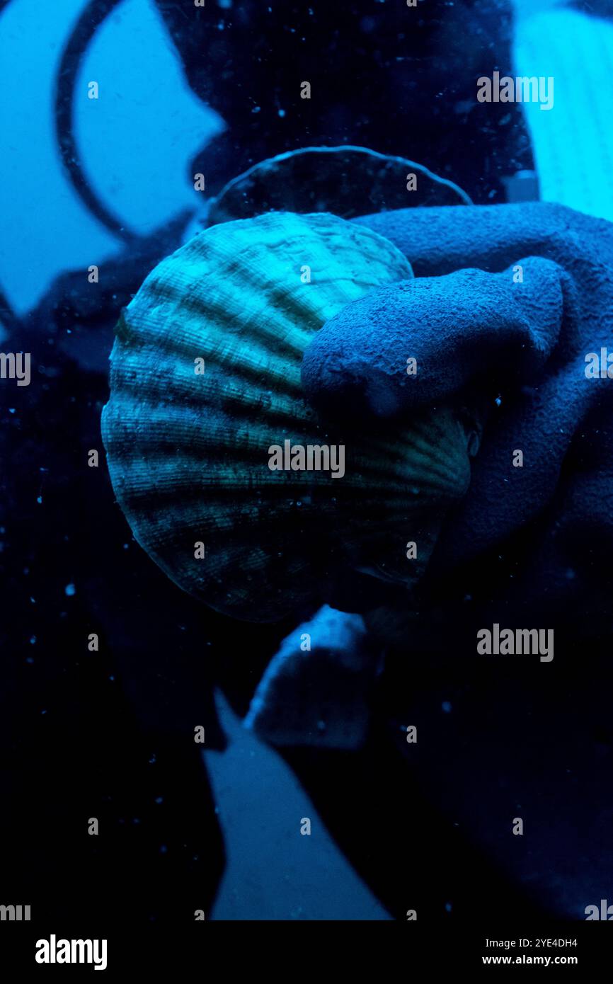 Underwater photography of a scallop fisherman scuba diving on the boat in the bay of Saint-Malo in the Ille-et-Vilaine department in the Brittany regi Stock Photo