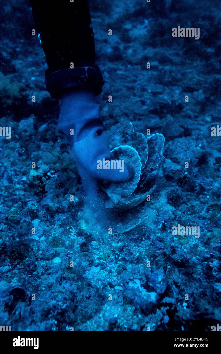 Underwater photography of a scallop fisherman scuba diving on the boat in the bay of Saint-Malo in the Ille-et-Vilaine department in the Brittany regi Stock Photo