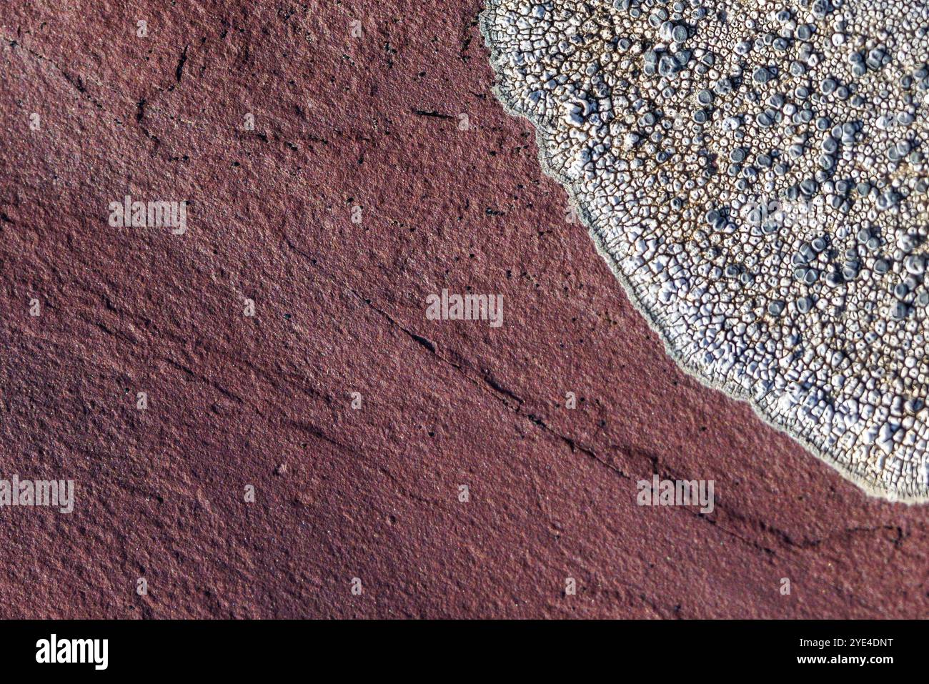 Grey lichen on red rock, Northeast Greenland National Park. Lichen growth is an important indicator of air quality, and a useful tool for aging featur Stock Photo