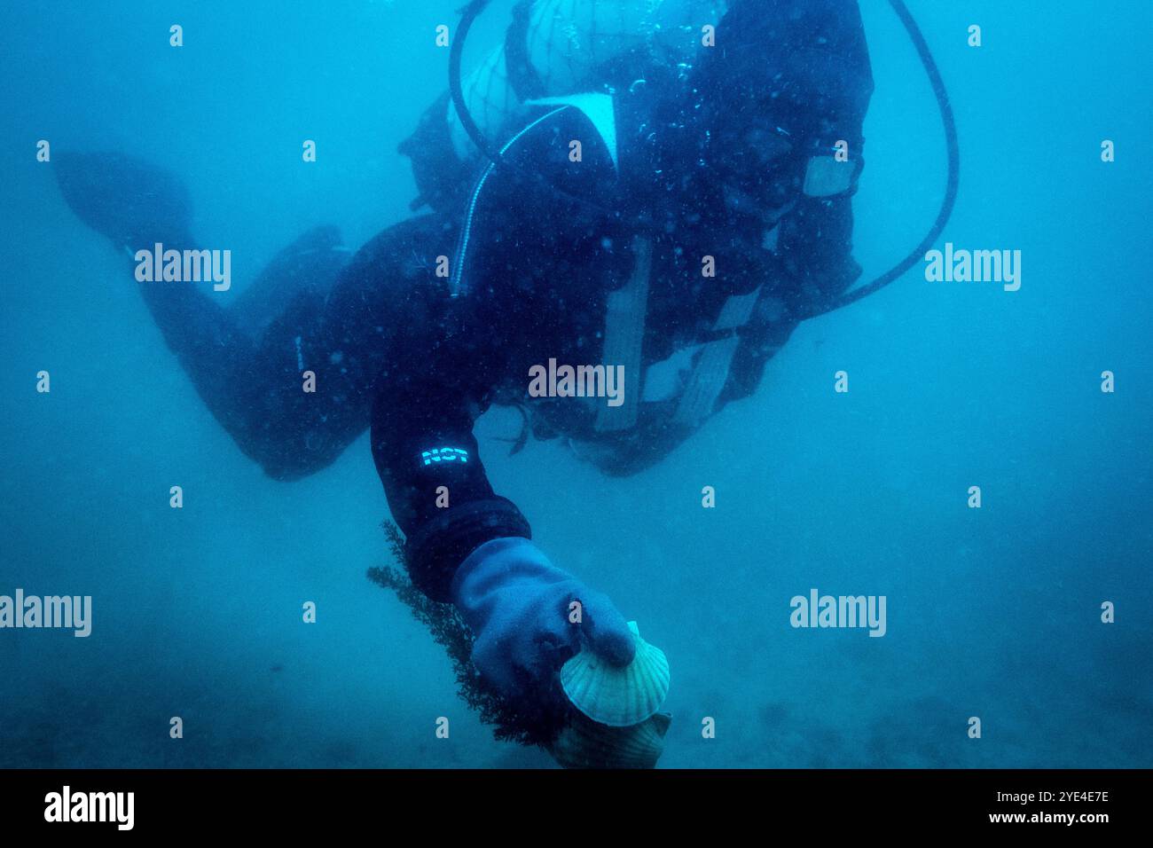 Underwater photography of a scallop fisherman scuba diving on the boat in the bay of Saint-Malo in the Ille-et-Vilaine department in the Brittany regi Stock Photo