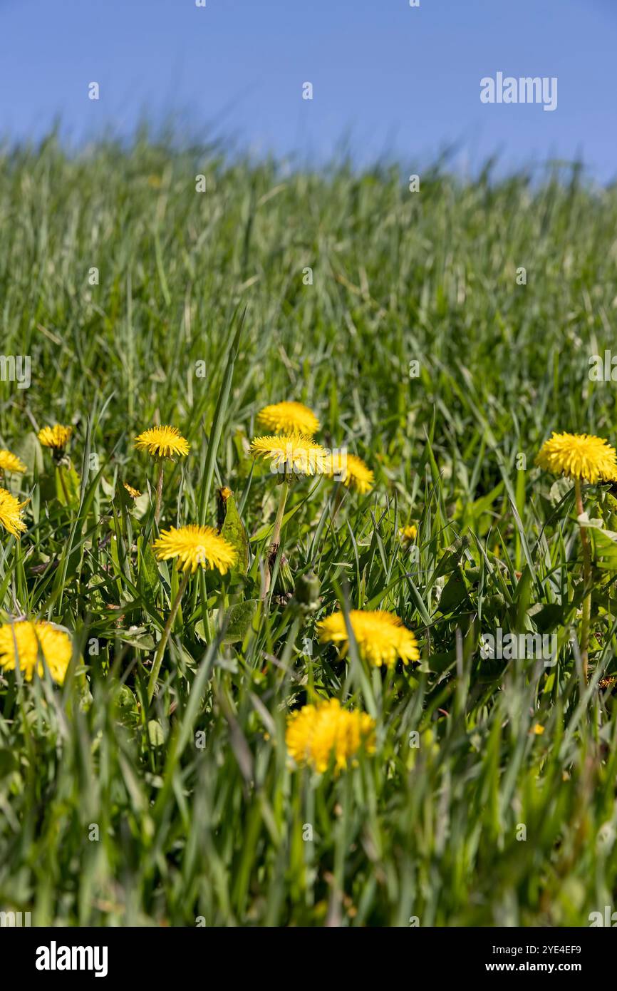 Spring dandelions swaying in wind hi-res stock photography and images ...