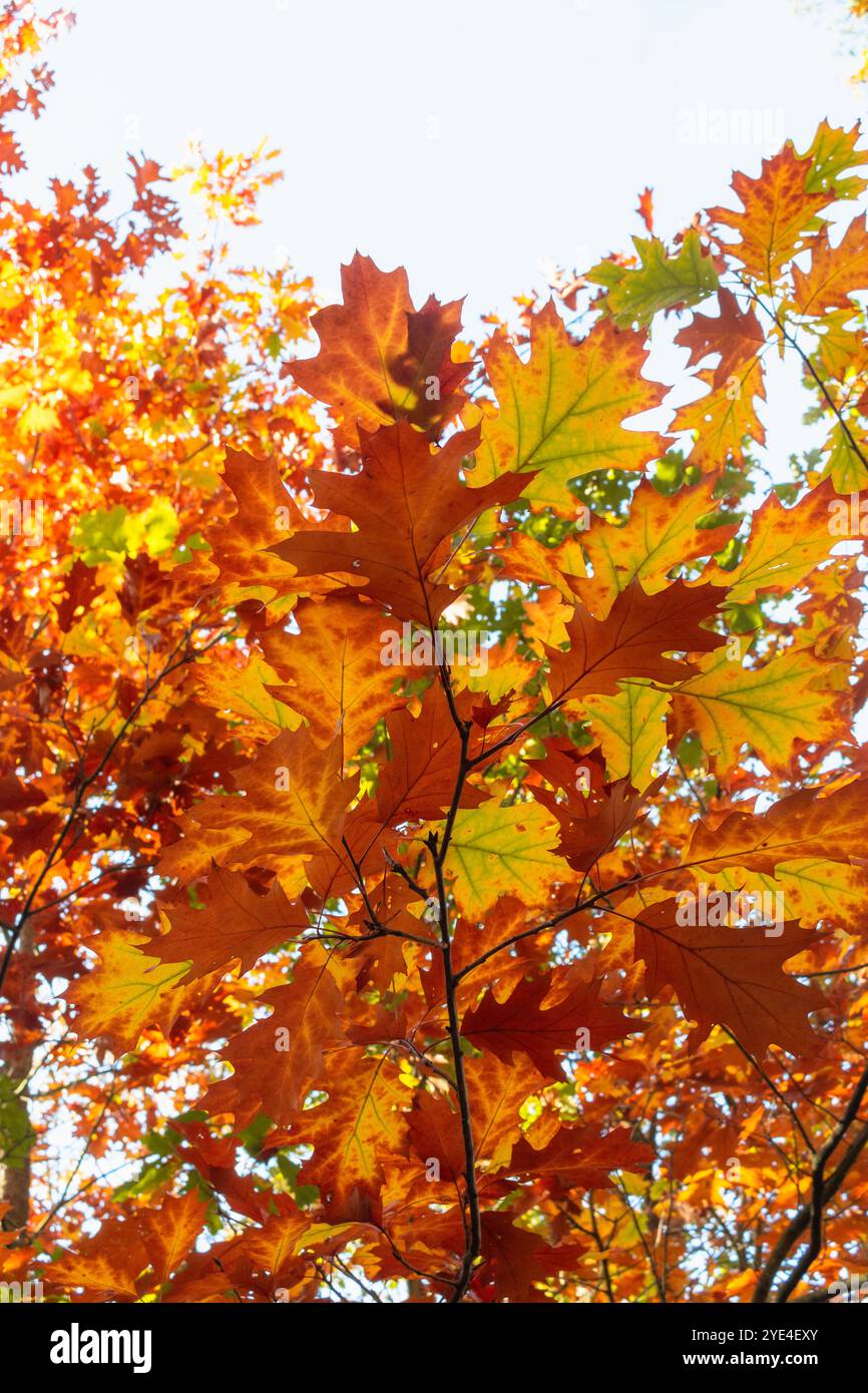 Orange and yellow leaves on an oak tree Stock Photo - Alamy