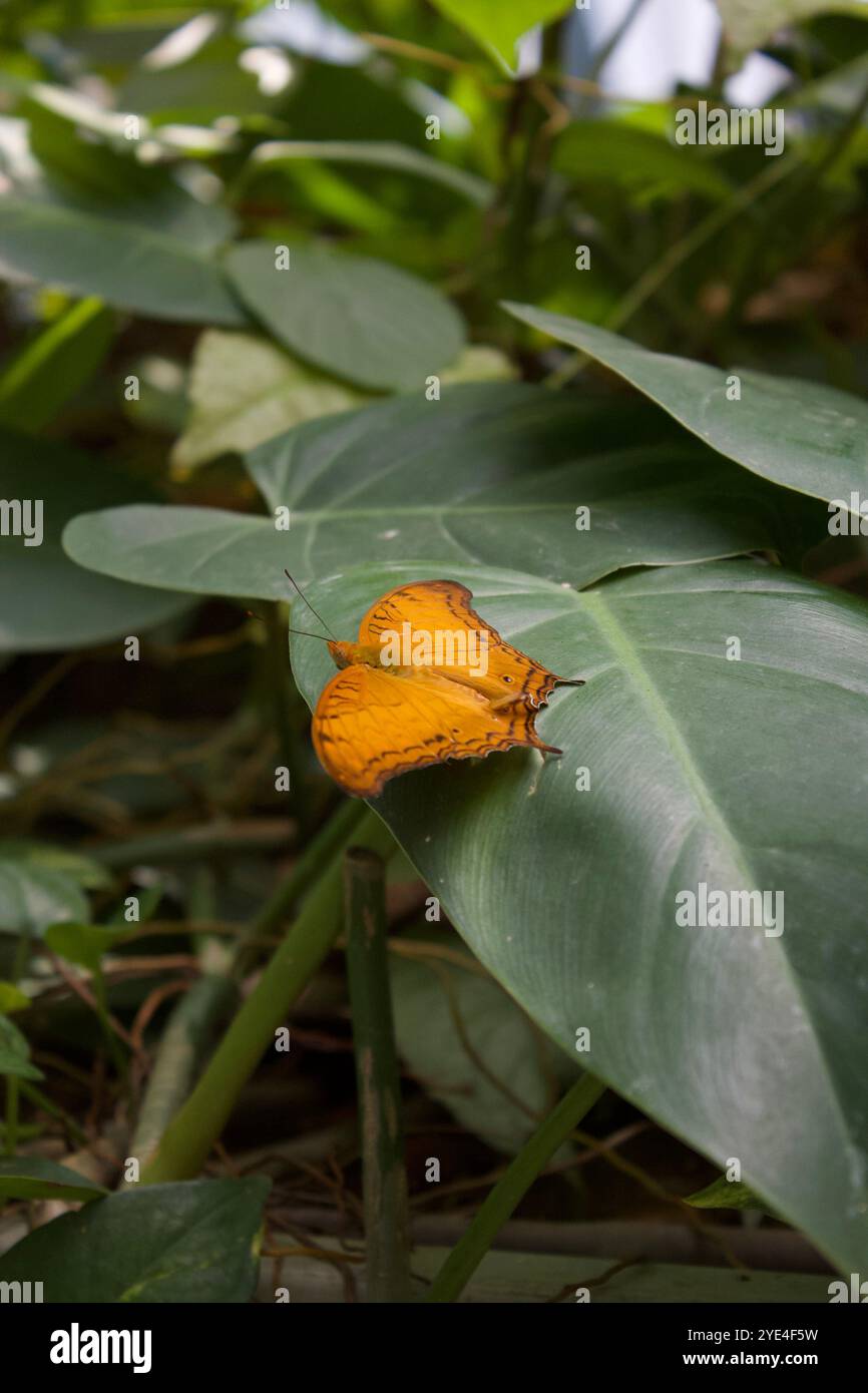 cuba tobacco fields Cuba's tobacco country becomes tourist attraction — AP Photos