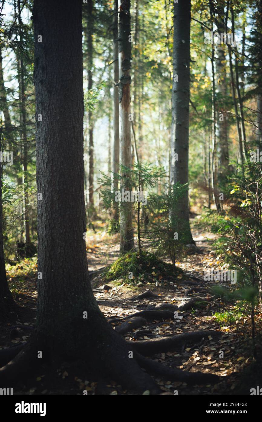 A peaceful forest pathway is illuminated by soft sunlight filtering ...