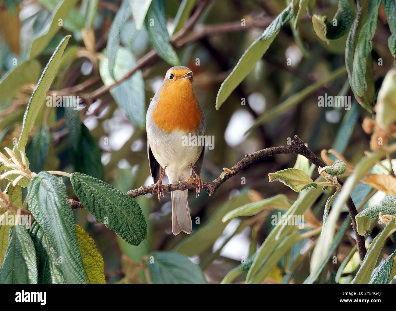 European robin, robin or robin redbreast, Rotkehlchen, Rouge-gorge familier, Erithacus rubecula, vörösbegy, Budapest, Magyarország, Hungary, Europe Stock Photo