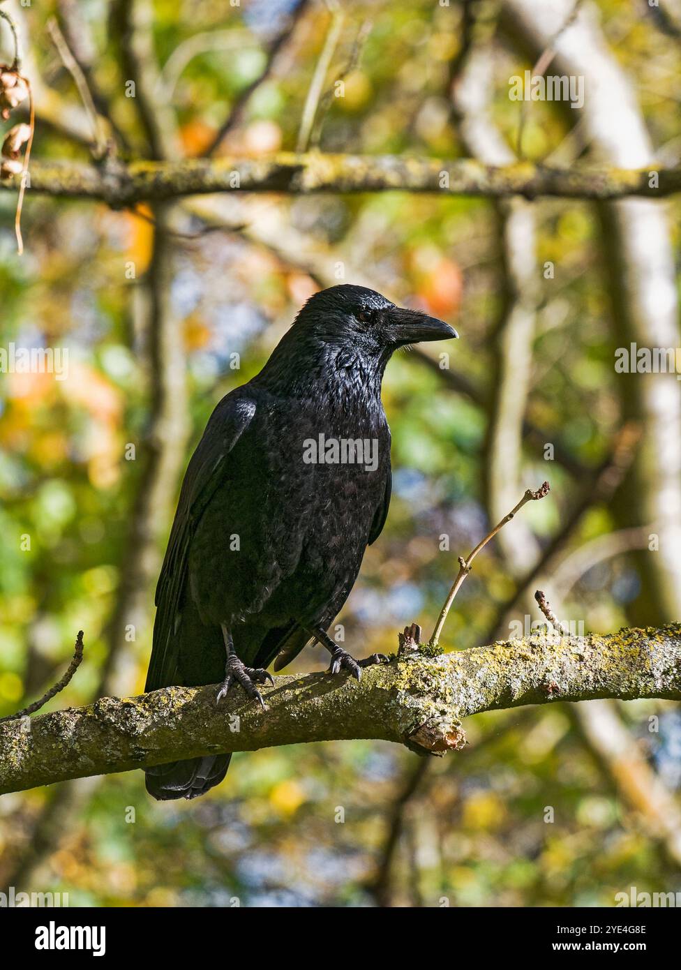 Carrion crow, Corvus corone perched on a tree branch, Northumberland, UK Stock Photo