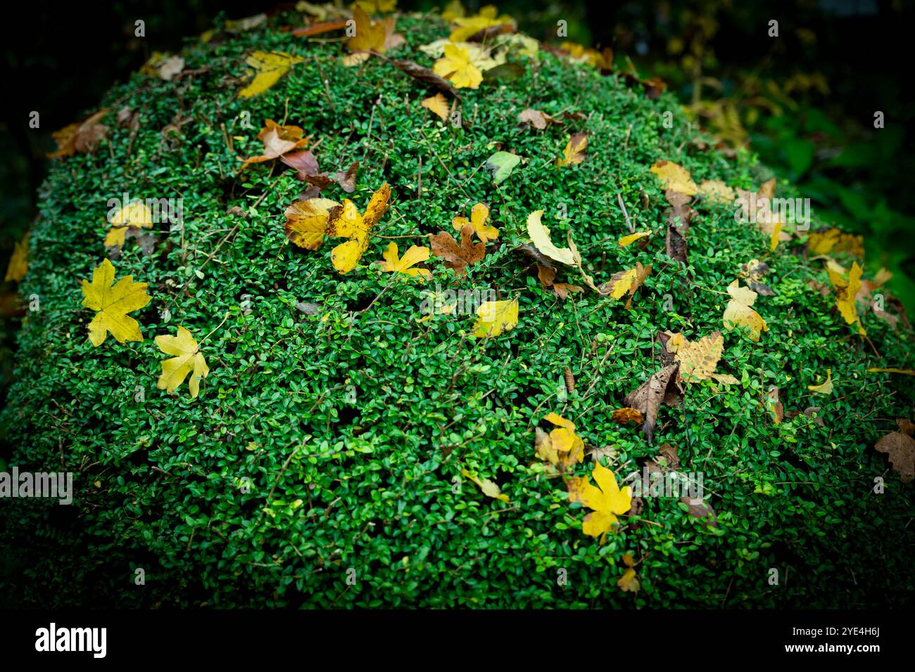 Blue Fall Topiary Scenic topiary park in hi-res stock photography and images - Alamy