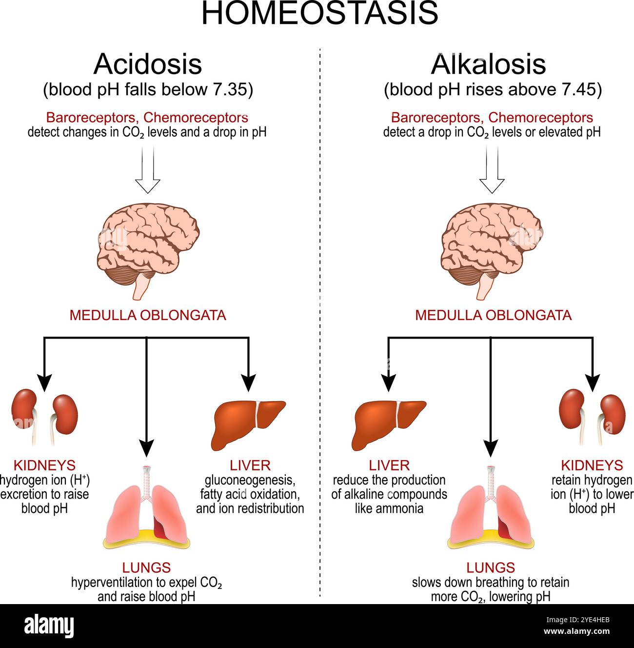 Homeostasis. pH regulation. Alkalosis, when blood pH rises above normal and Acidosis when blood pH falls below normal. Vector poster Stock Vector