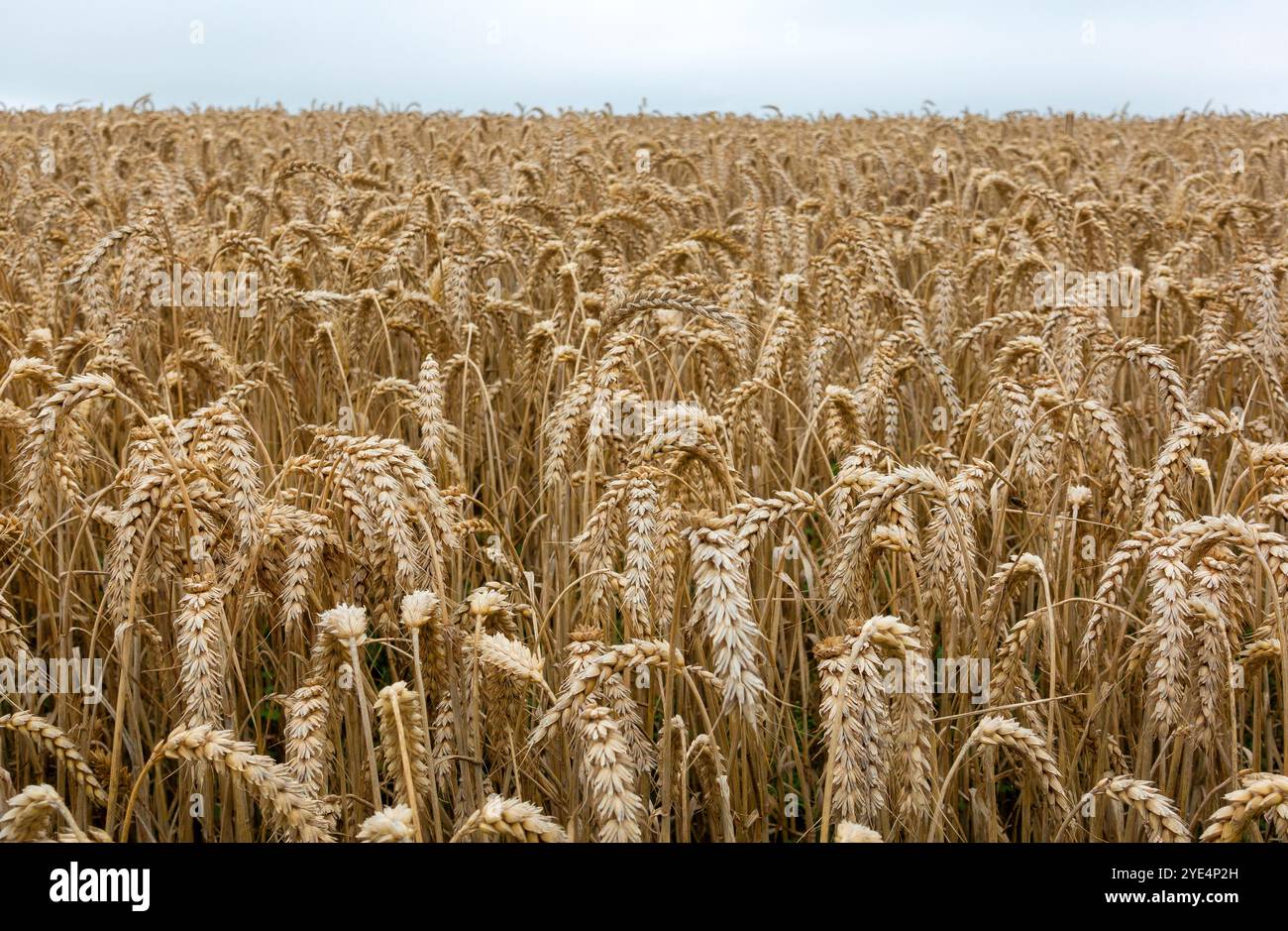 In Their Field Vast fields of ripening corn and wheat stretch endlessly, their golden ...