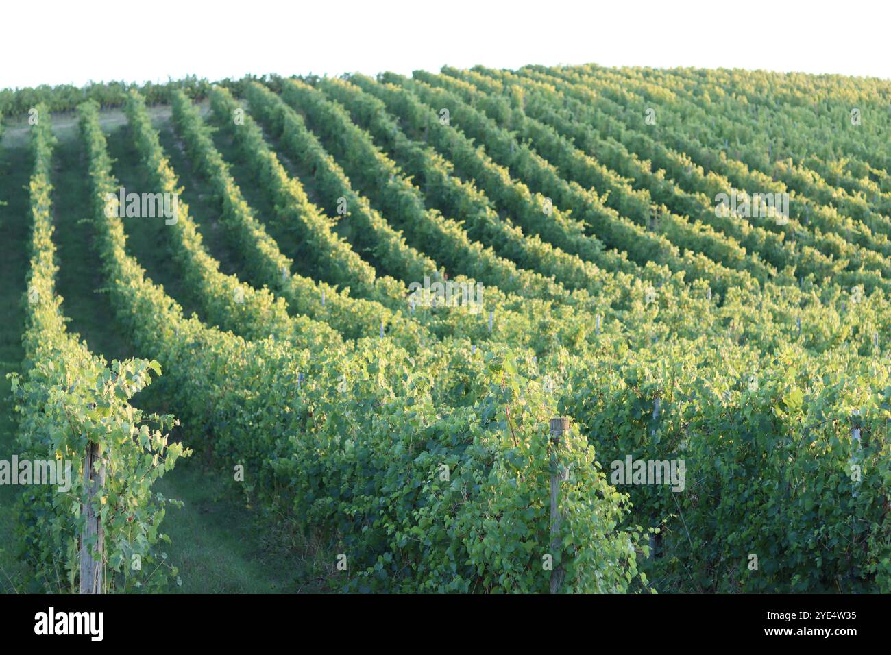 Rows of grape vines in a vineyard in evening sunshine Stock Photo - Alamy