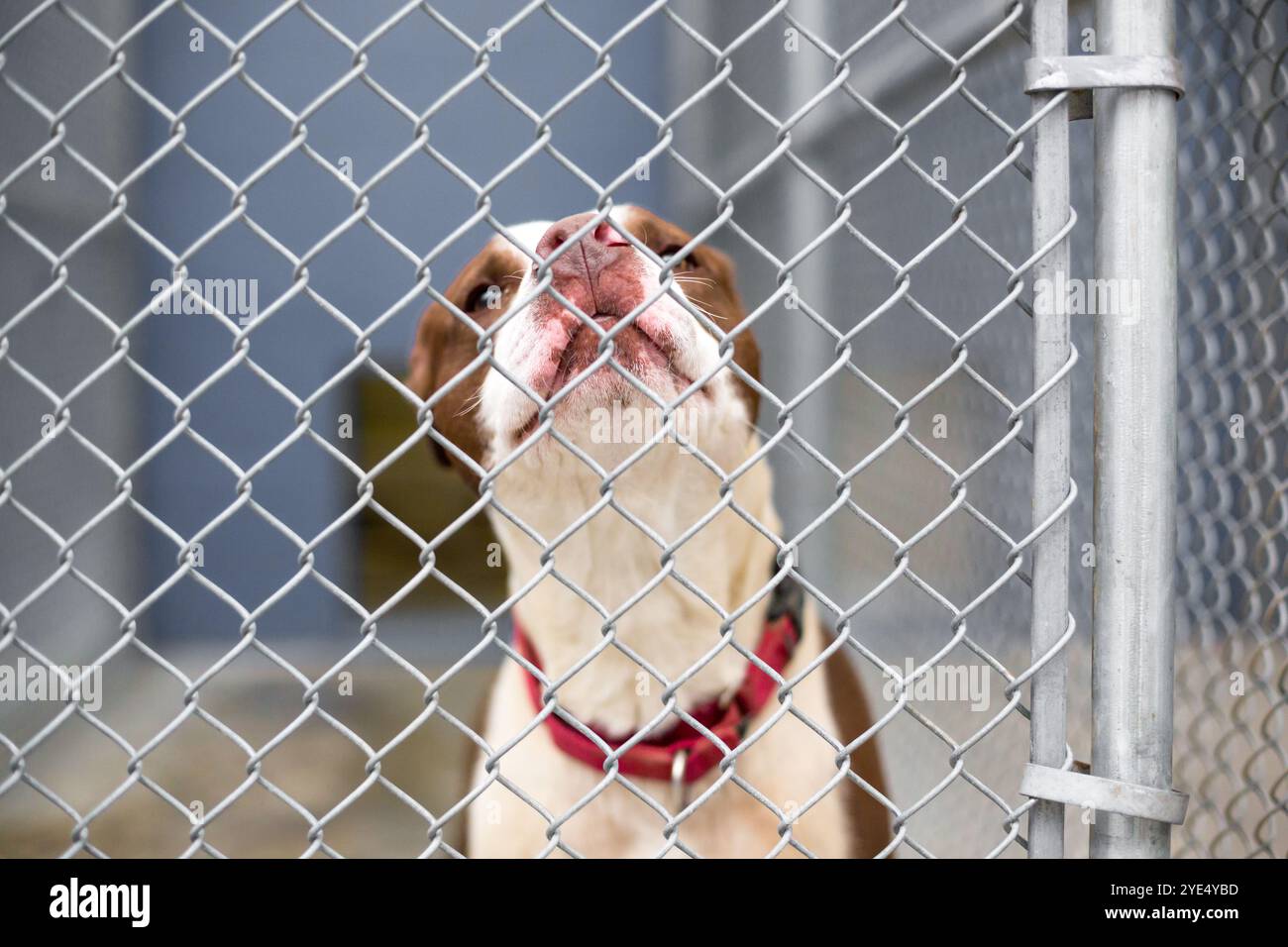 A sad Pit Bull Terrier mixed breed dog in an animal shelter kennel Stock Photo