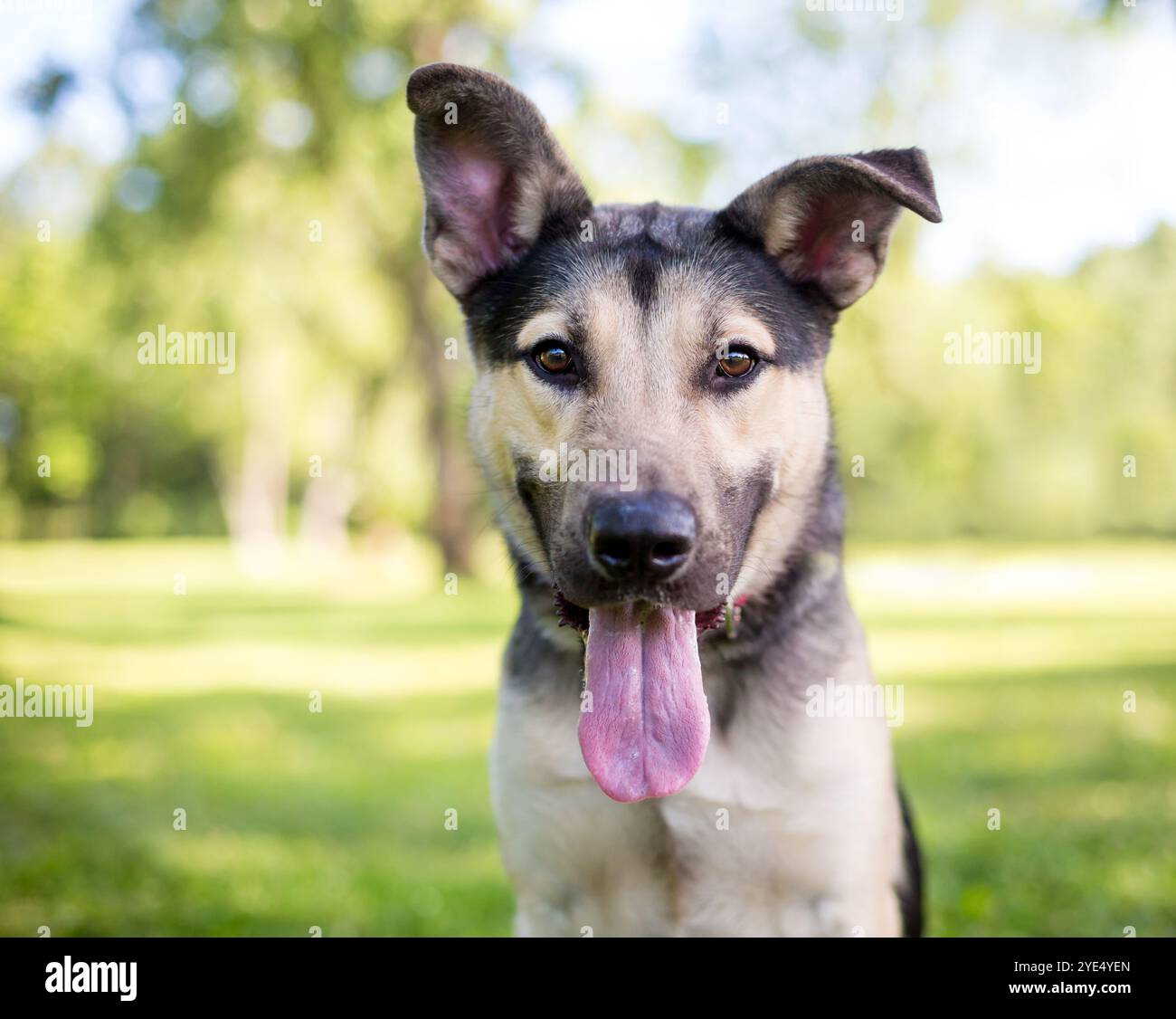 A German Shepherd Mixed Breed Puppy With Floppy Ears And A Long Tongue a-german-shepherd-mixed-breed-puppy-with-floppy-ears-and-a-long-tongue