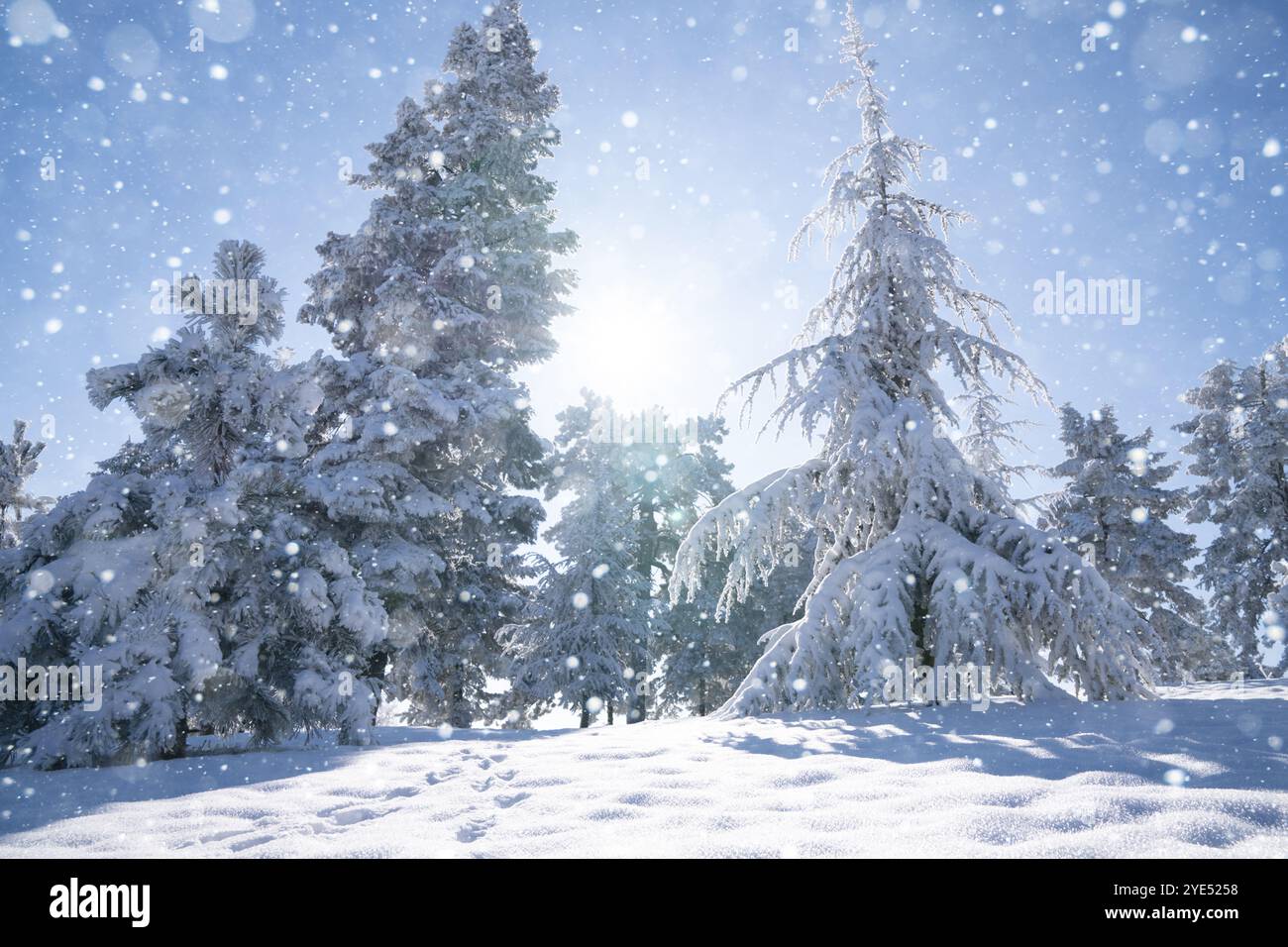 Snow covered trees. Winter forest. Stock Photo