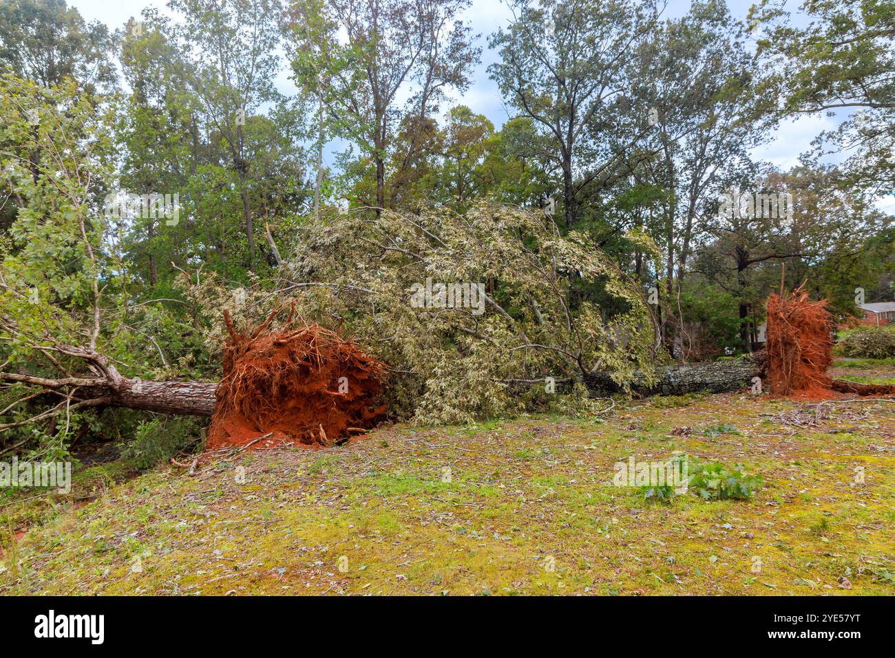 Strong winds during stormy hurricane hi-res stock photography and ...