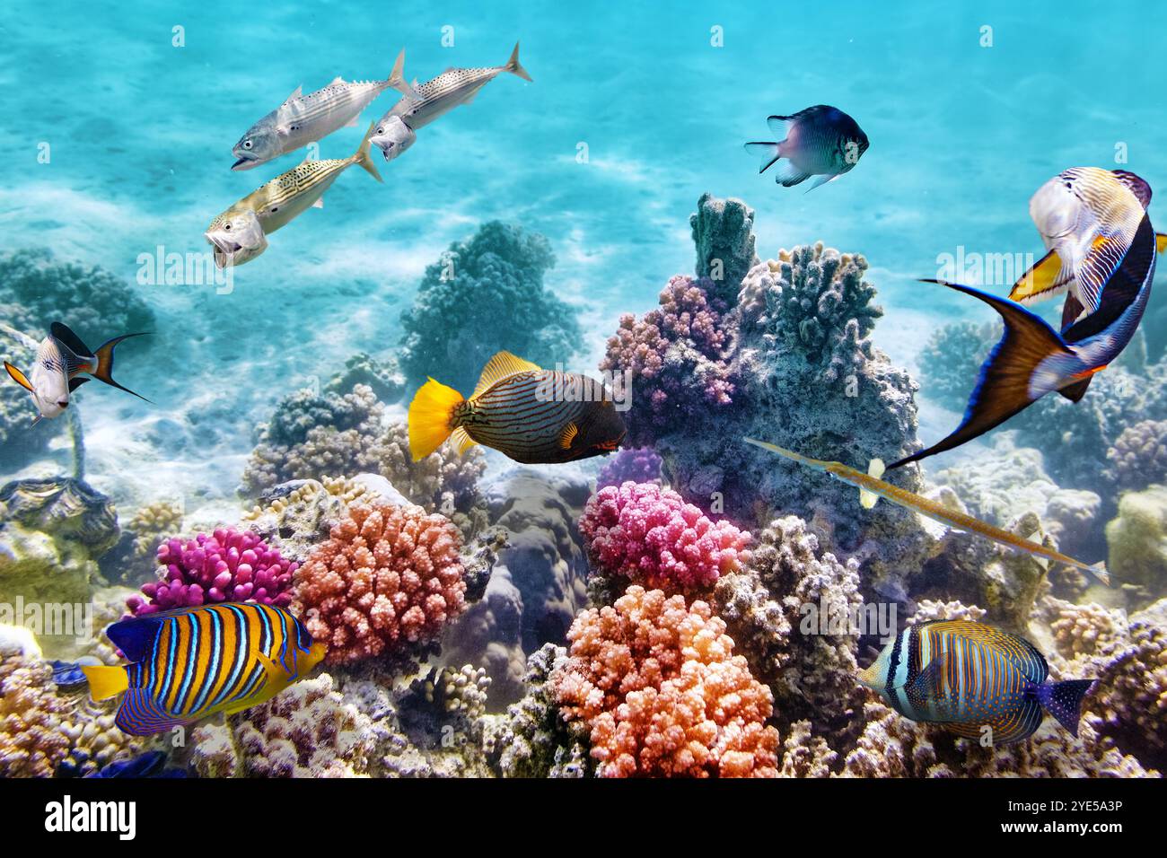 Wonderful and beautiful underwater world with corals and tropical fish ...