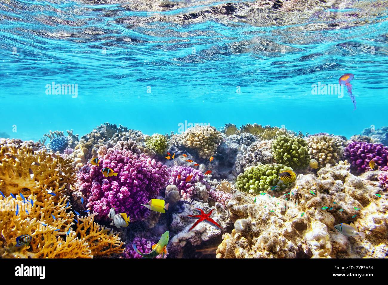 Wonderful and beautiful underwater world with corals and tropical fish ...