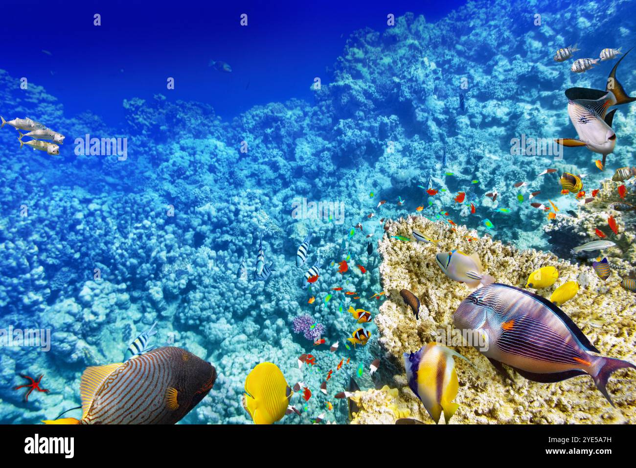 Wonderful and beautiful underwater world with corals and tropical fish ...