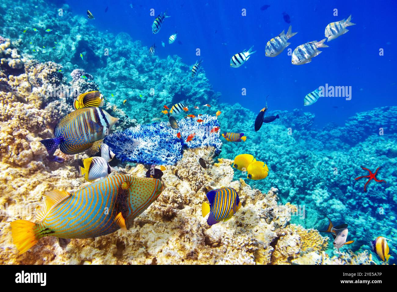 Wonderful and beautiful underwater world with corals and tropical fish ...
