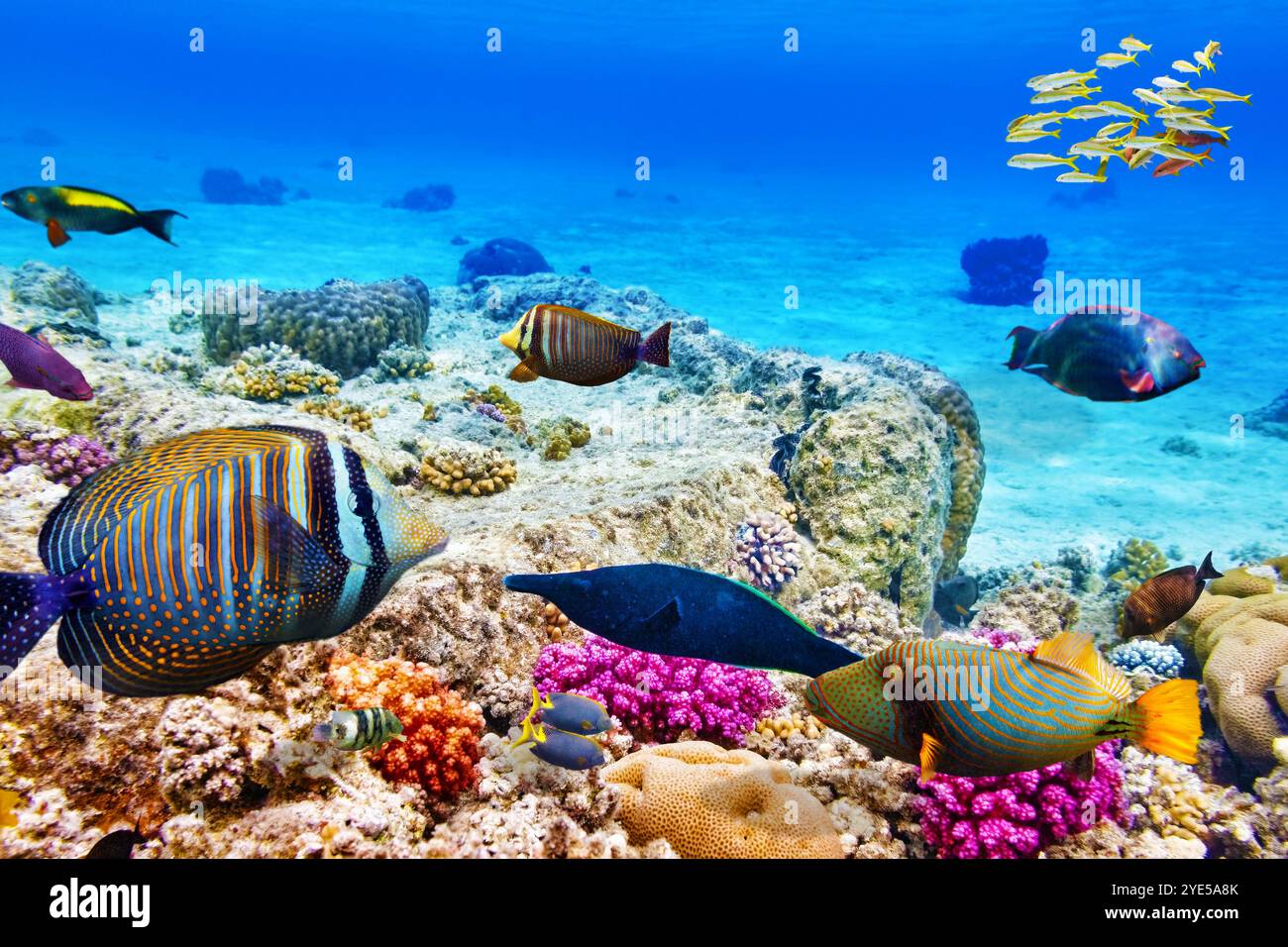 Wonderful and beautiful underwater world with corals and tropical fish ...
