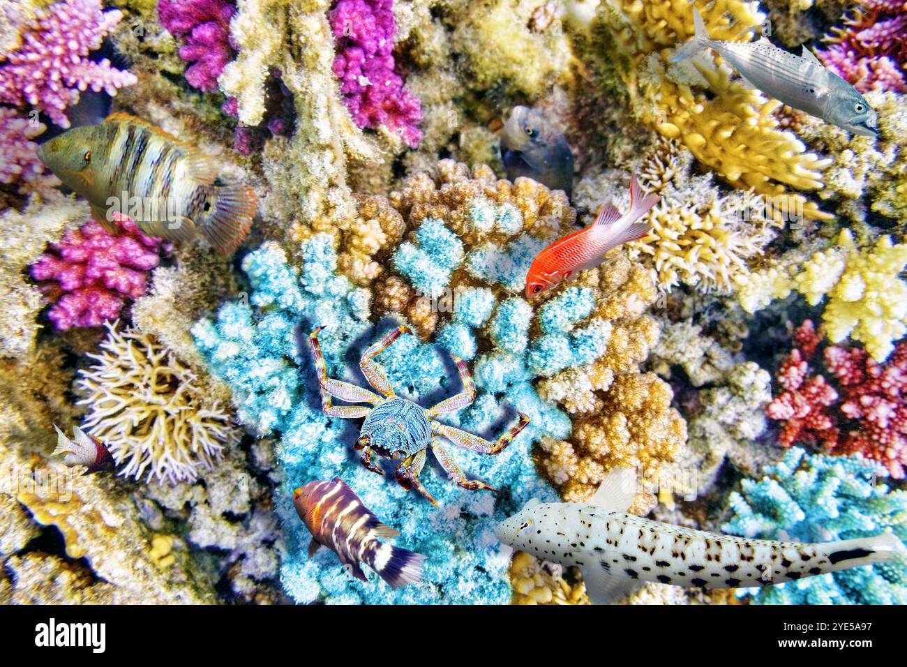 Wonderful and beautiful underwater world with corals and tropical fish ...