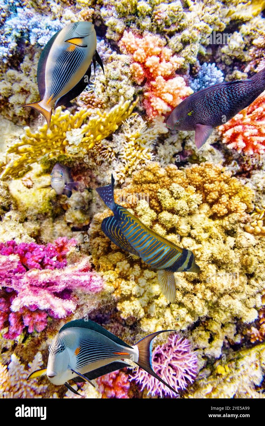 Wonderful and beautiful underwater world with corals and tropical fish ...