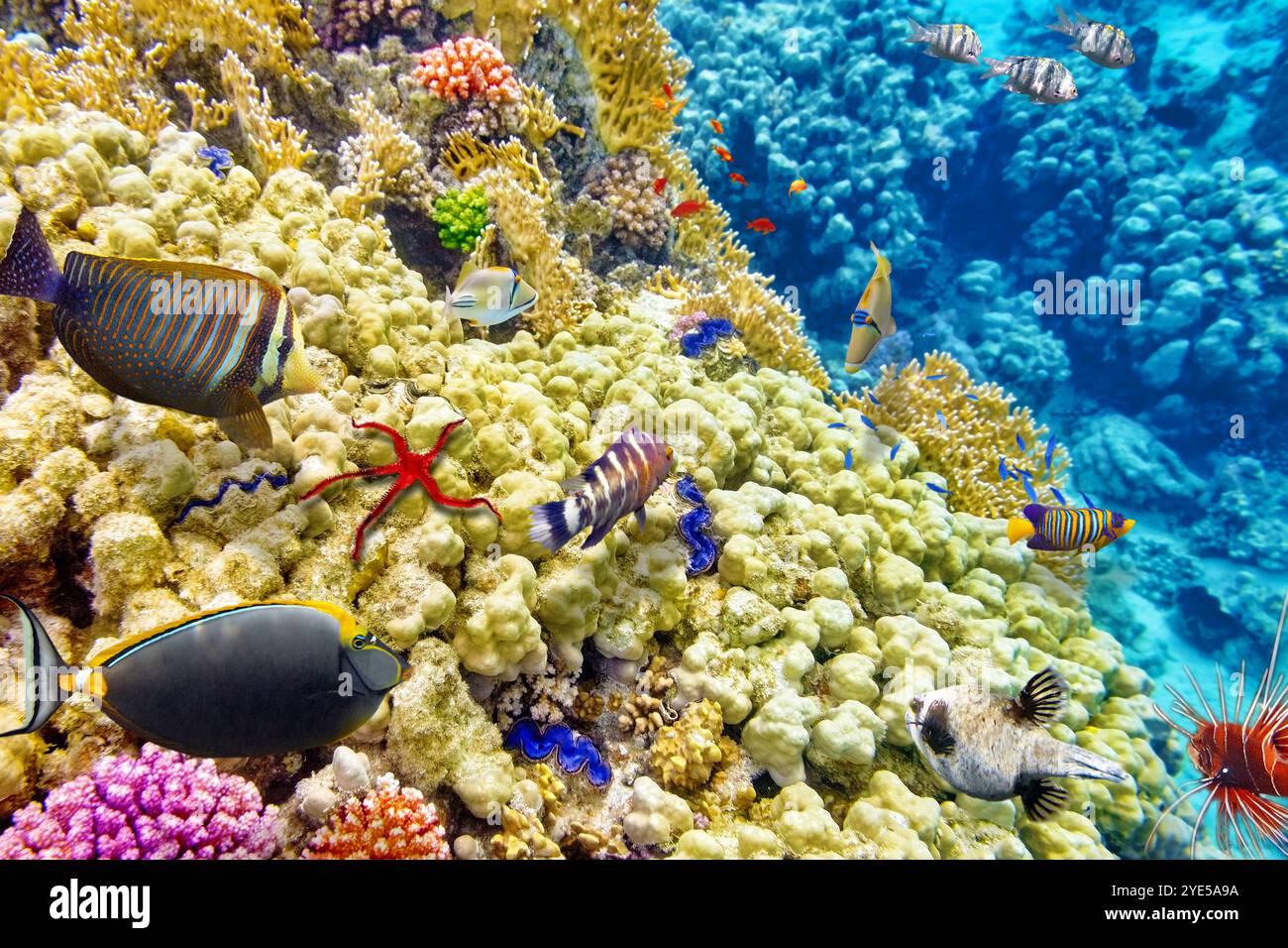 Wonderful and beautiful underwater world with corals and tropical fish ...