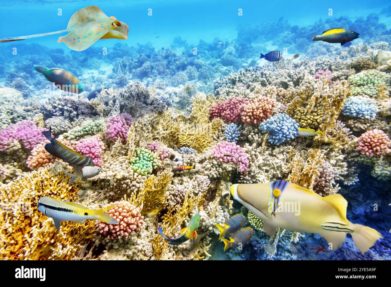 Wonderful and beautiful underwater world with corals and tropical fish ...