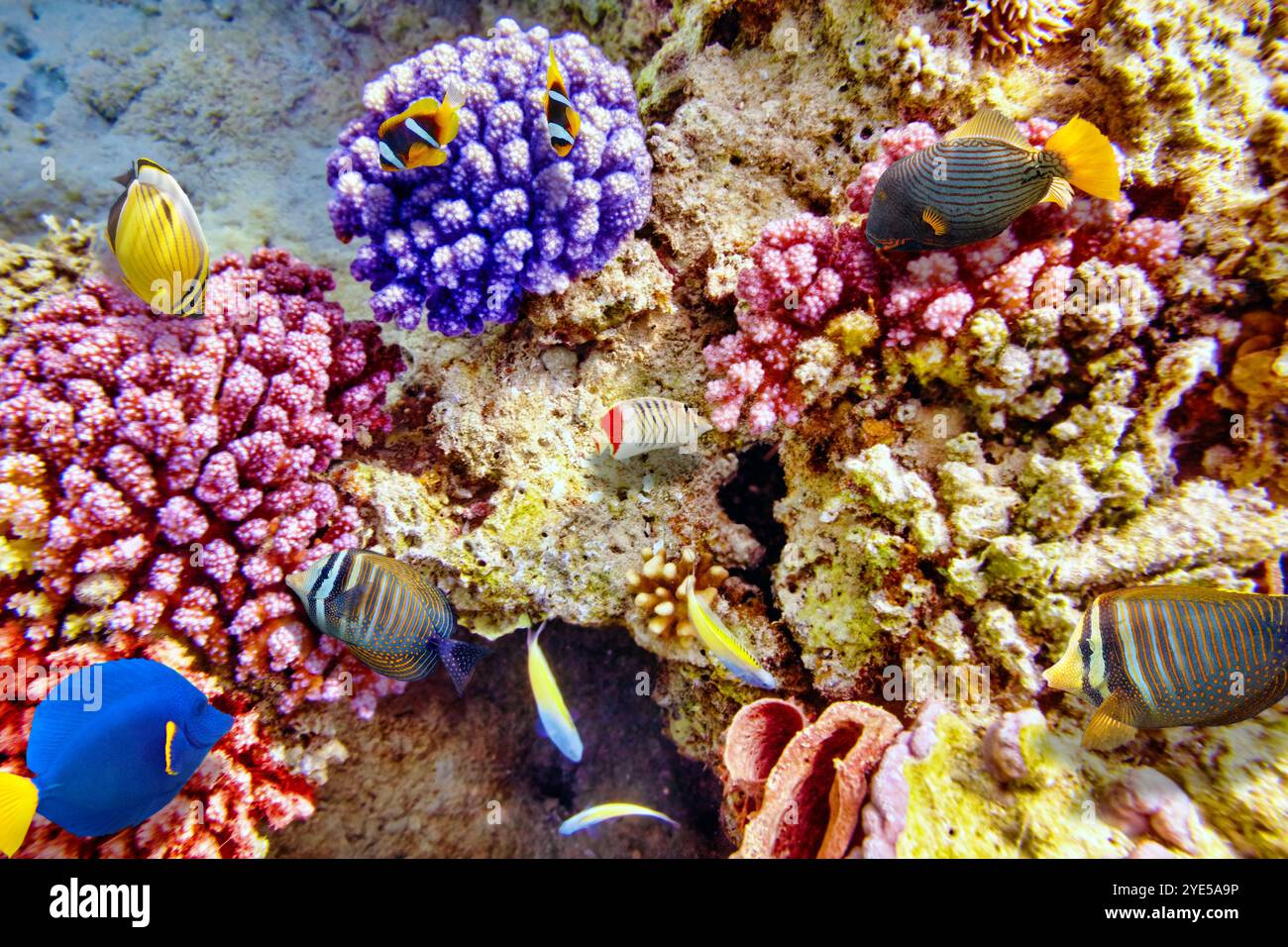 Wonderful and beautiful underwater world with corals and tropical fish ...