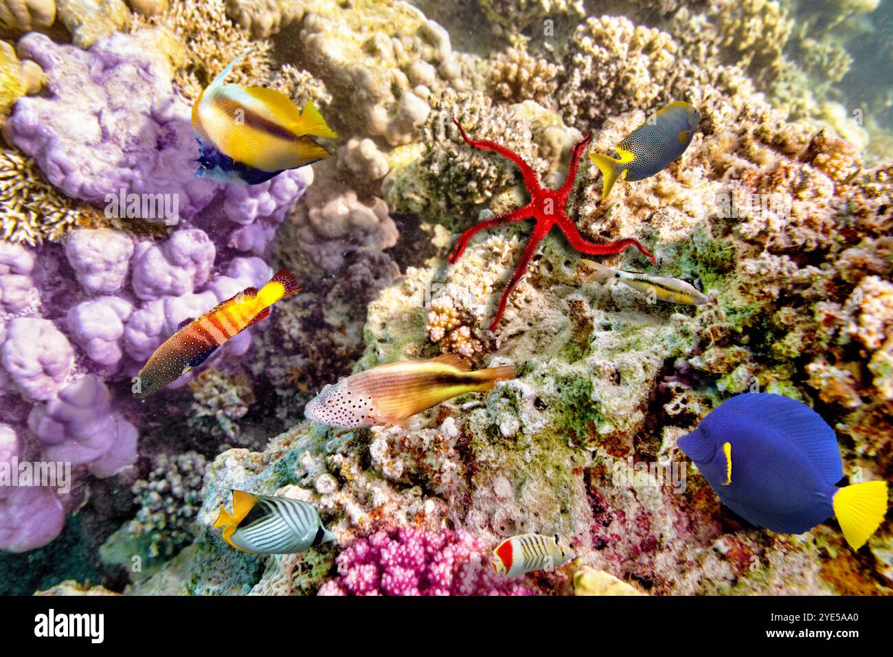 Wonderful and beautiful underwater world with corals and tropical fish ...