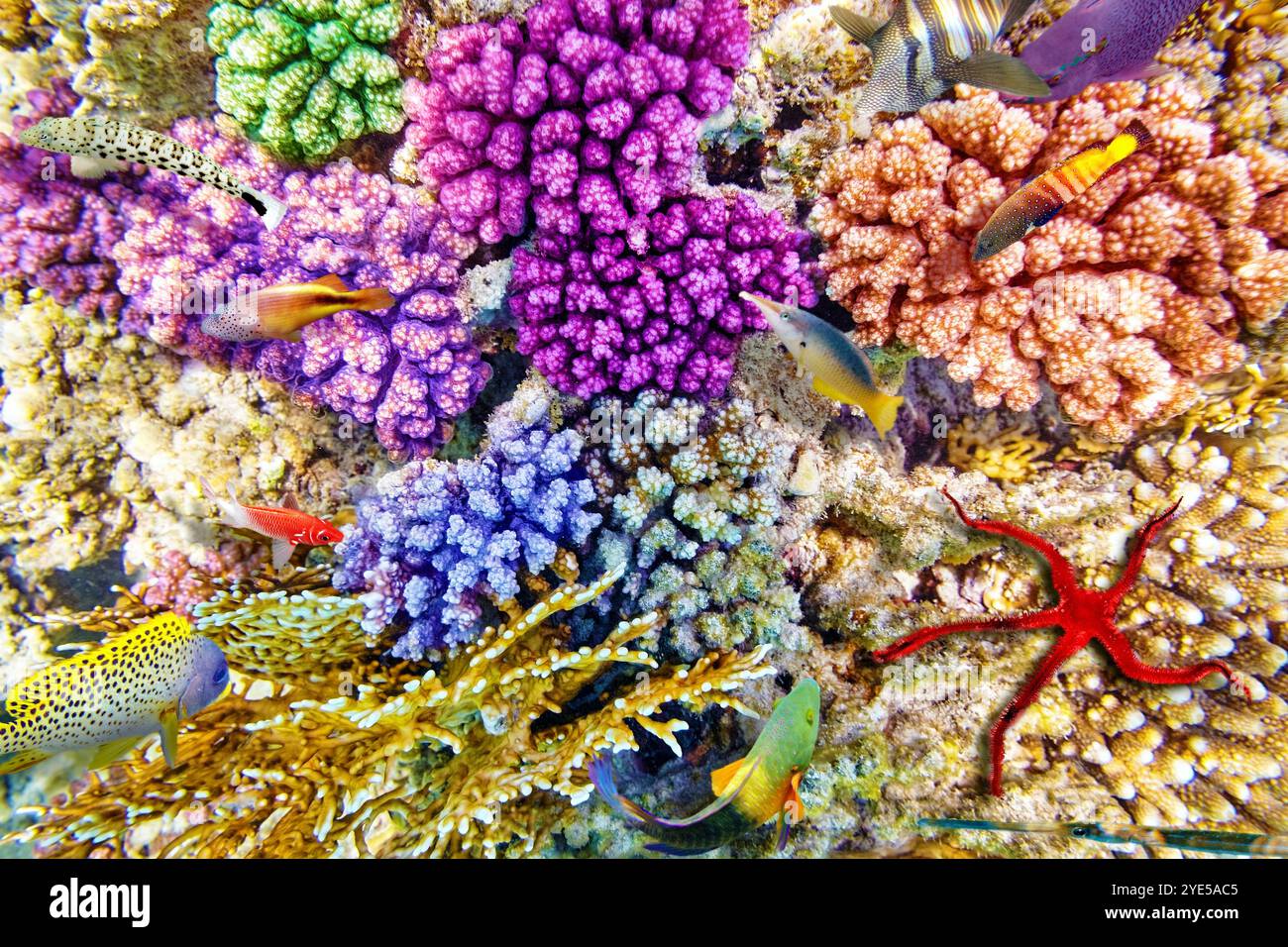 Wonderful and beautiful underwater world with corals and tropical fish ...