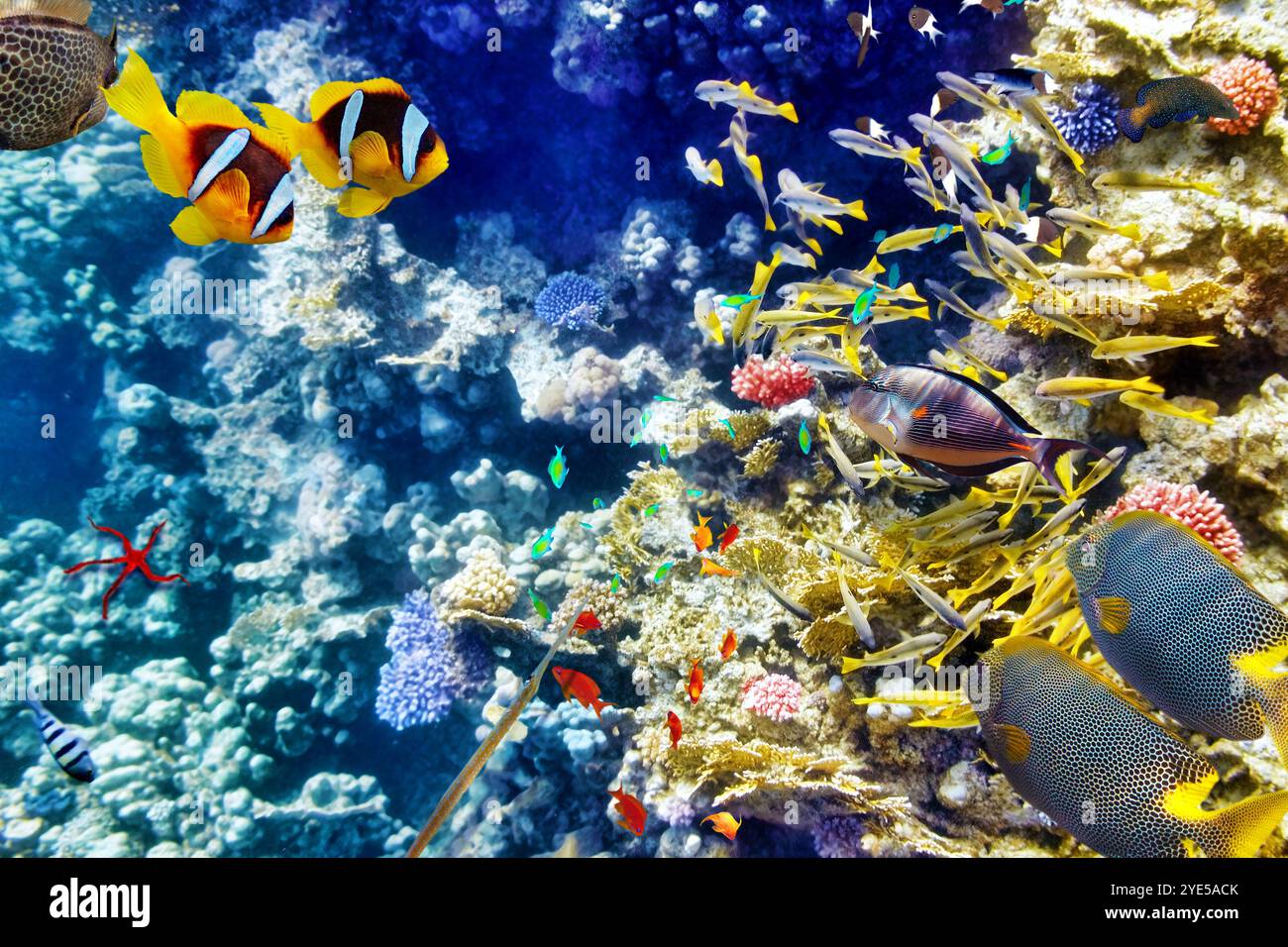 Wonderful and beautiful underwater world with corals and tropical fish ...