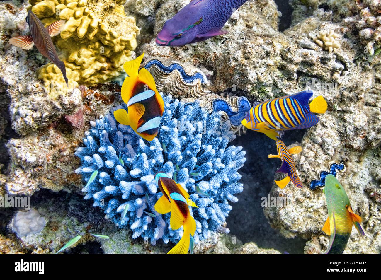 Wonderful and beautiful underwater world with corals and tropical fish ...