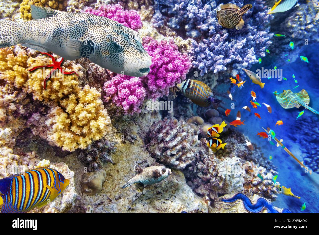 Wonderful and beautiful underwater world with corals and tropical fish ...