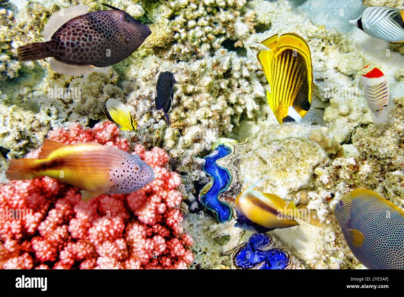 Wonderful and beautiful underwater world with corals and tropical fish ...