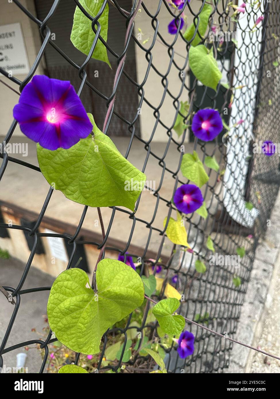Seeing these beautiful purple flowers during my walk in the urban neighborhood of Manayunk, Philadelphia, Pennsylvania, United States of America - Smartphone Captured Stock Image
