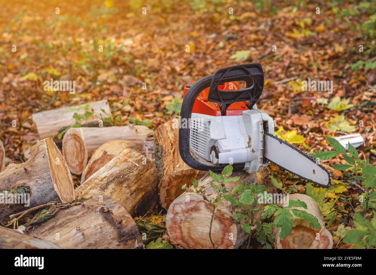 Lumberjack chainsaw shirt hi-res stock photography and images - Alamy