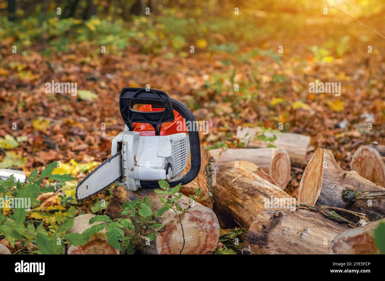 Chainsaw on stacked firewood logs in forest Stock Photo