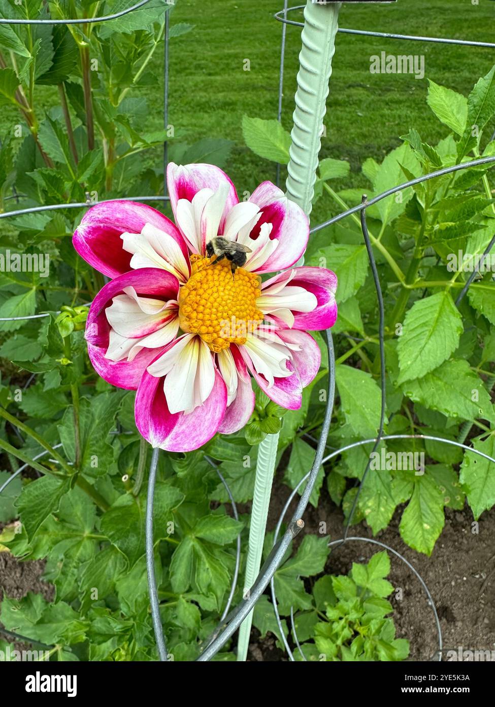 A single bee on a pink and white flower in a Canada garden. - Smartphone Captured Stock Image