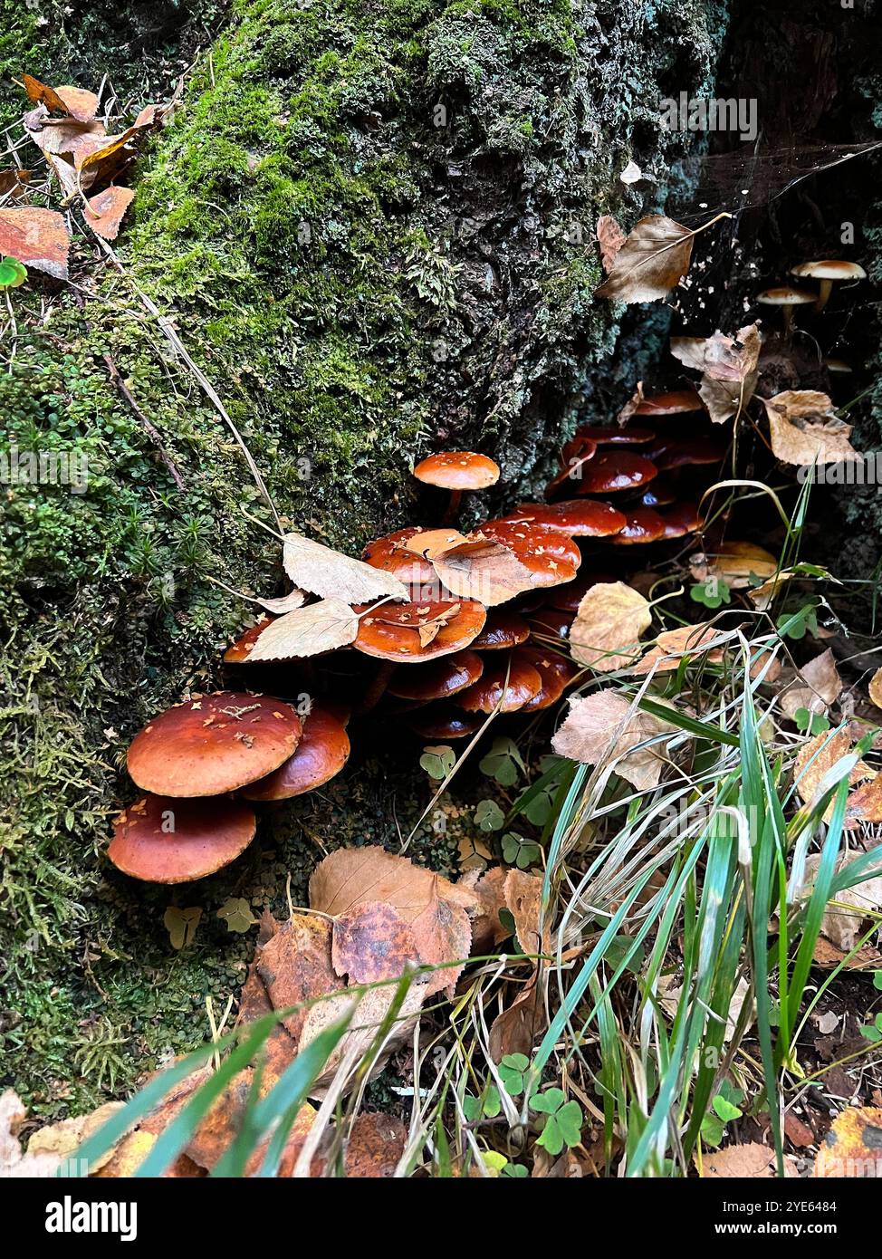 a lot of mushrooms on the trunk of a birch tree, autumn time Stock Photo