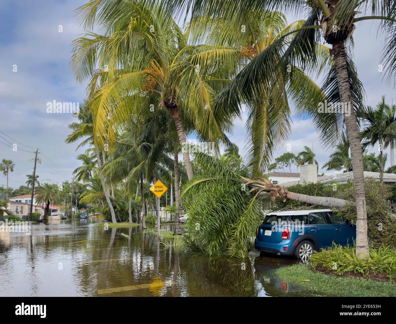 Flooded street with fallen palm tree on top of car after a storm in Miami Beach, Florida, USA - Smartphone Captured Stock Image