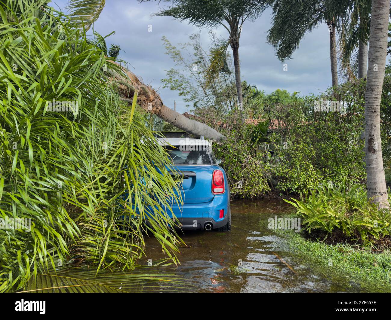 Flooded street with fallen palm tree on top of car after a storm in Miami Beach, Florida, USA - Smartphone Captured Stock Image