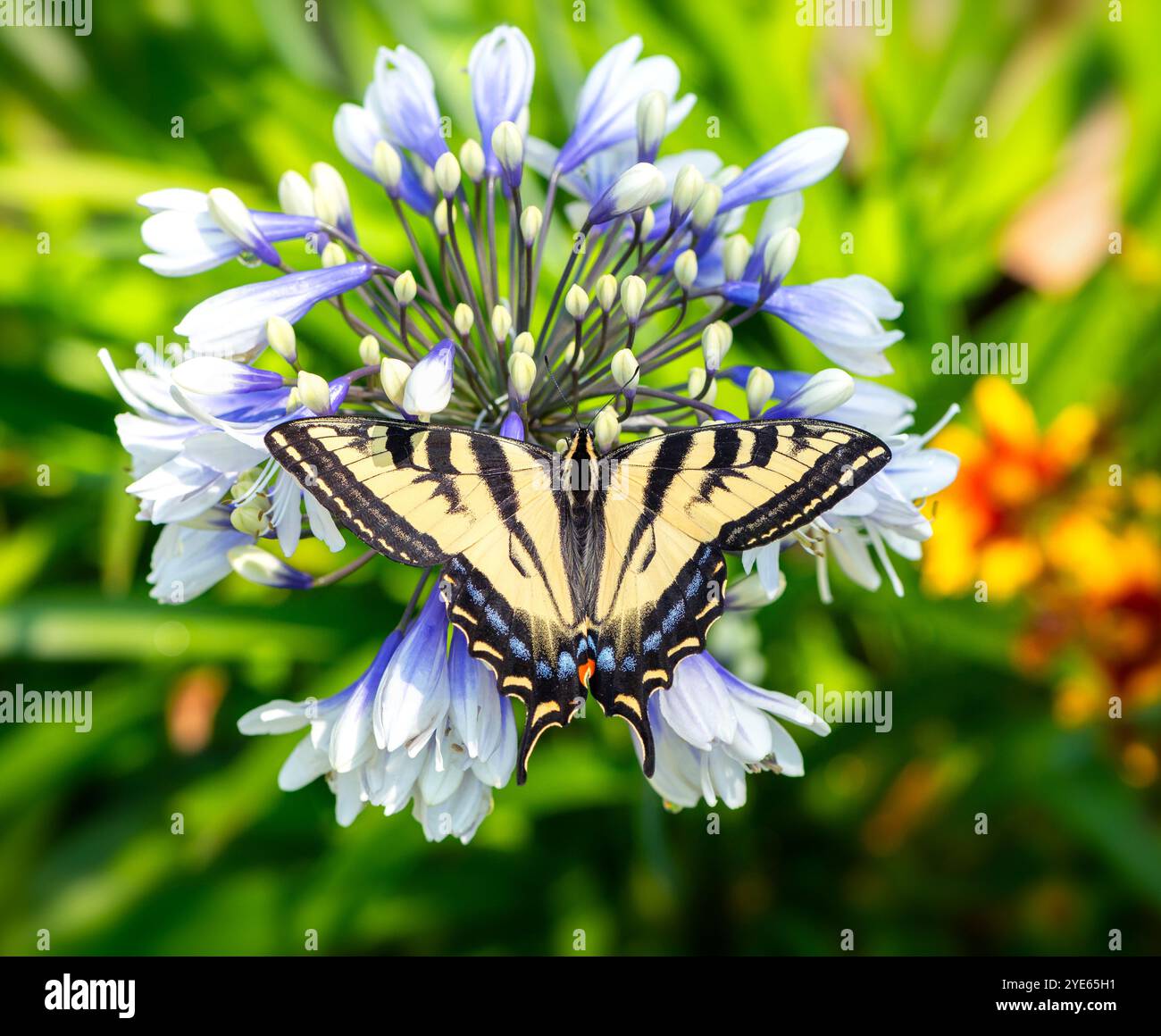 Tiger lily flower garden hi-res stock photography and images - Alamy