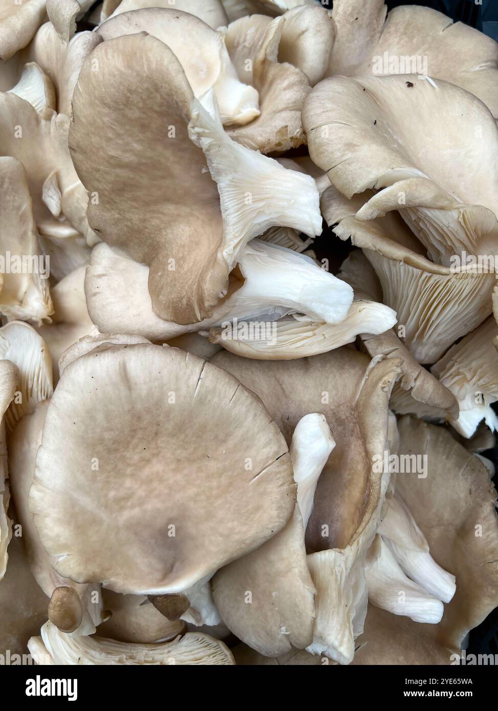 Mushroom background. Pleurotus ostreatus, mushrooms from market. - Smartphone Captured Stock Image
