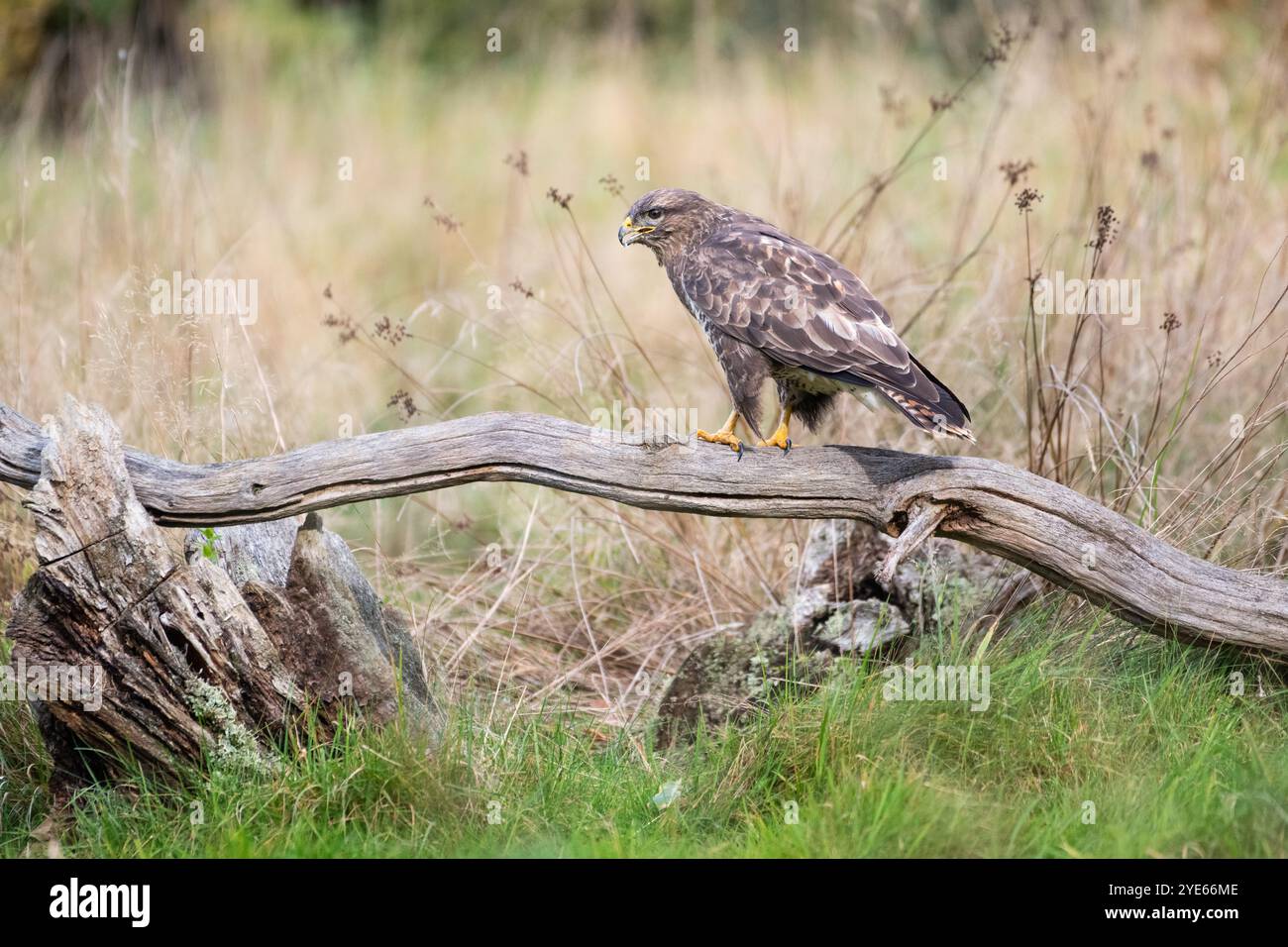 Common buzzard (Buteo buteo) perched on a fallen dead branch Stock Photo