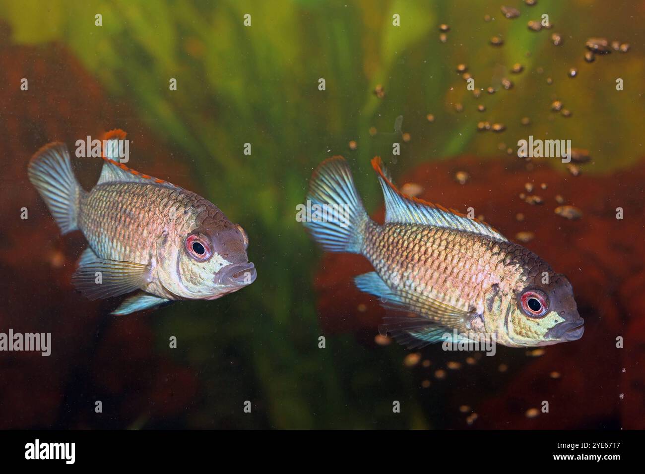 Buntbarsche in der Aquaristik Blaupunktbuntbarsche in größeren Aquarien