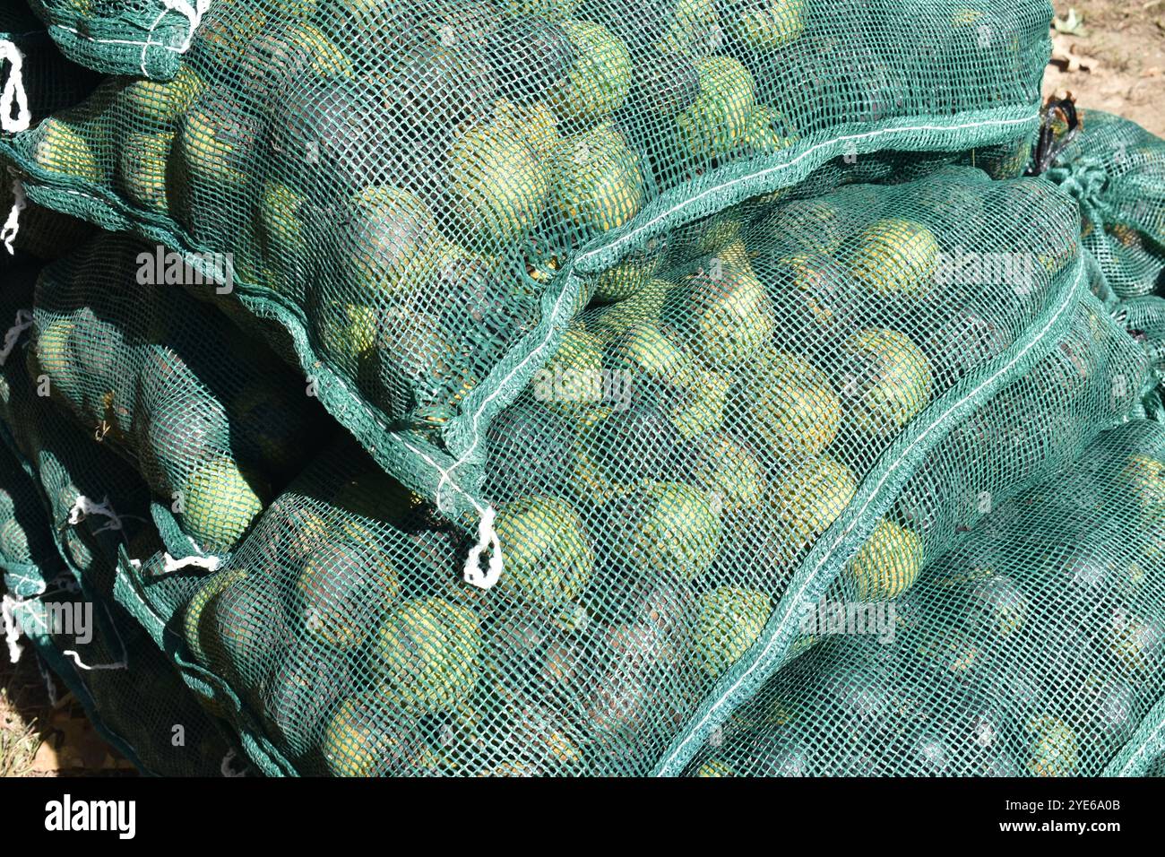 Black Walnuts, Juglans Nigra, gathered in the fall of the year, ready to sell or to hull and harvest for healthy, organic treat. Stock Photo