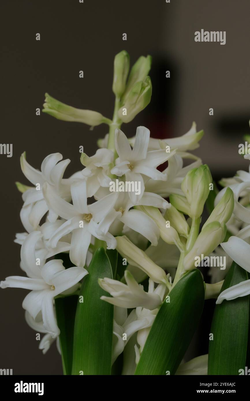 Delicate textures enhancing hi-res stock photography and images - Alamy